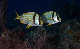 MediaEarth - Bahamas 2017 - DSC02382_rc - Atlantic Porkfish - Gorette Lippu rondeau - Anisotremus virginicus